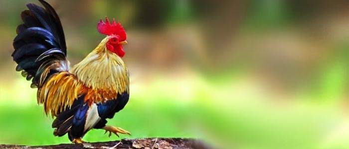 Ciri-Ciri Ayam Serama Asli Terbaik dan Menawan Asal Malaysia