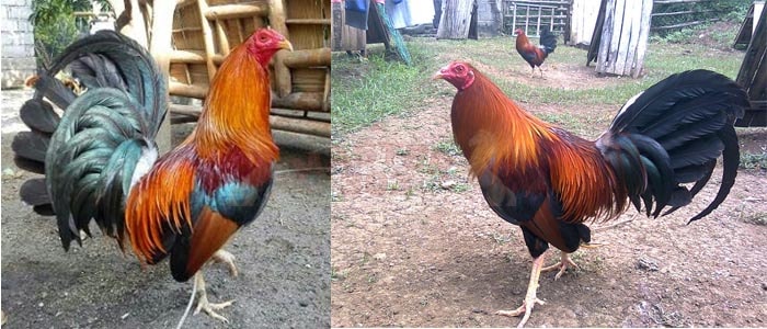 Kenali Kelebihan Sabung Ayam Betet Teknik Pukul Jitu-min