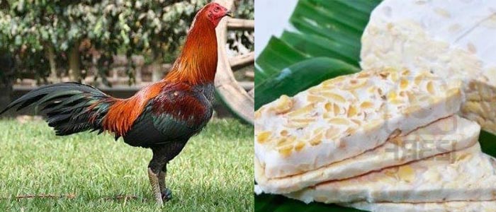 Manfaat dan Kegunaan Tempe Untuk Sabung Ayam Bangkok
