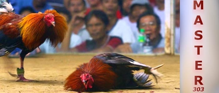 Mengenali Ciri Sabung Ayam Filipina Aduan Asli Serta Kelebihannya-min