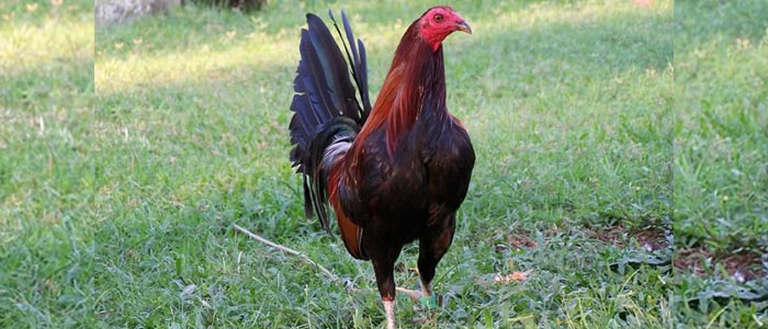 Tips Beternak Sabung Ayam Betet Unggul Asil Pulau Balii