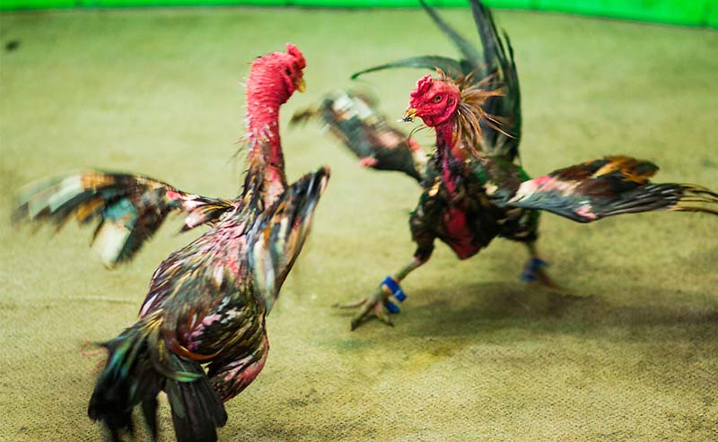 10 Jenis Ayam Aduan Terpopuler di Arena Sabung Ayam