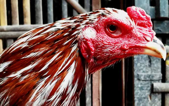 5 Jenis Ayam Pama Super Dan Kelebihan Saat Bertarung