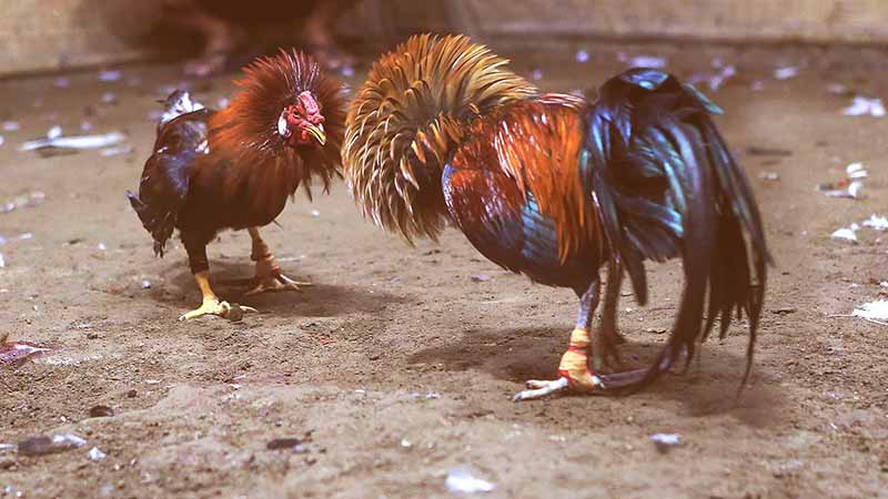 Cara Membedakan Ayam Siam Batu dan Ayam Siam Bangkok