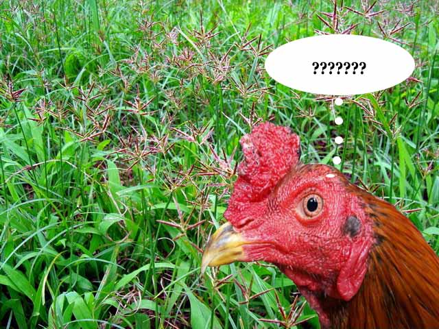 Inilah khasiat rumput teki untuk ayam bangkok aduan