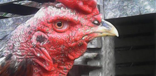Obat Kurap Ayam Bangkok Yang Paling Manjur