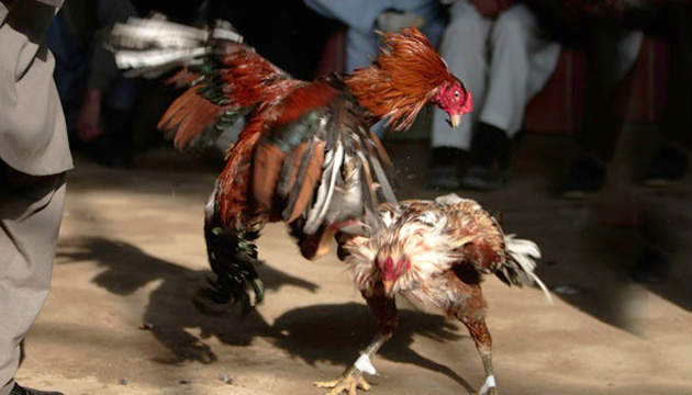 Cara Merawat Ayam Bangkok Aduan Lebih Agresif