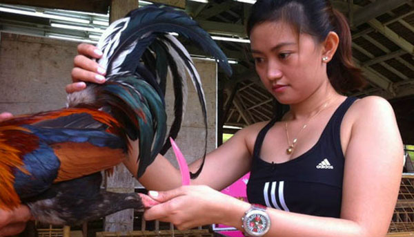 Standar Ukuran Ayam Bangkok Yang Perlu Diketahui