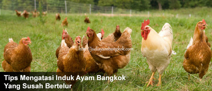 Cara Mengatasi Induk Ayam Bangkok Yang Sulit Bertelur