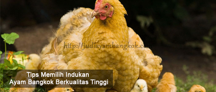 Tips Memilih Indukan Ayam Bangkok Berkualitas Tinggi