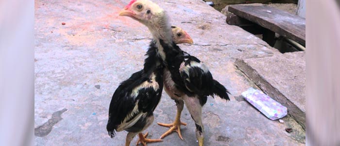 Tips Merawat Ayam Aduan Bangkok Anakan Sampai Dewasa