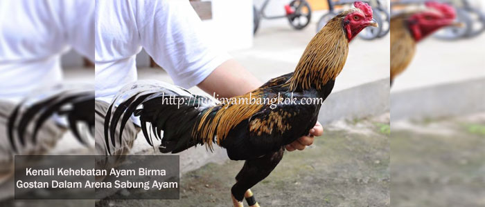Kehebatan Ayam Birma Gostan