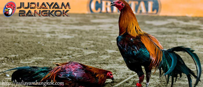Sisik Pancuran Emas Ayam Bangkok