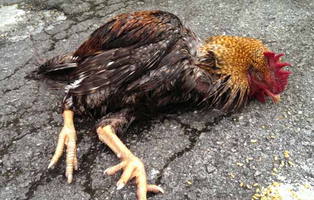 Penyebab Penyakit Ayam Lumpuh - Penyakit ayam lumpuh sudah sangat sering kita temukan, akan tetapi penyakit ini tidak menular kepada ayam - ayam lain yang ada di sekitar nya