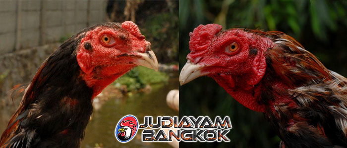 Ciri Kepala Ayam Bangkok Berkualitas