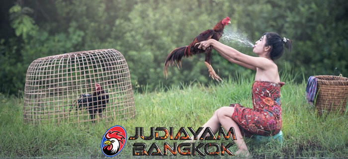 Manfaat Memandikan Dan Menjemur Ayam Bangkok