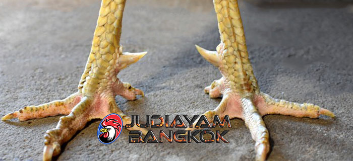 Mengeraskan Dan Mengeringkan Sisik Ayam Bangkok