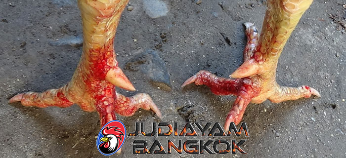 Tingkatkan Kualitas Taji Ayam Bangkok