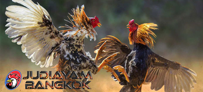 Tingkatkan Teknik Tarung Ayam Bangkok