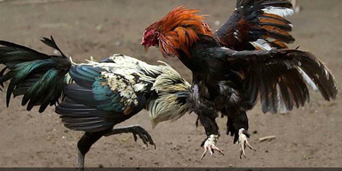 Kenali Enam Jenis Katuranggan Ayam Bangkok Yang Paling Ditakuti