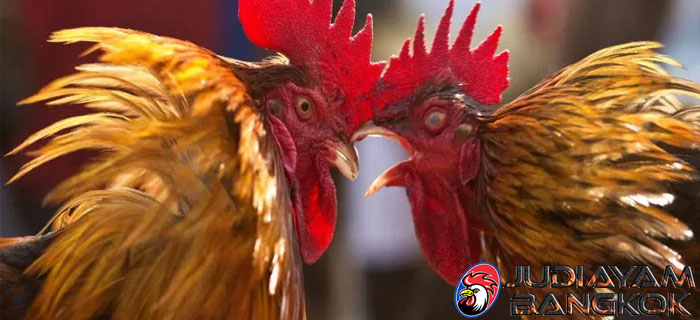 Jadikan Ayam Bangkok Agresif