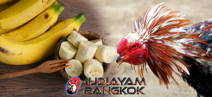 Manfaat Pisang Bagi Ayam Bangkok