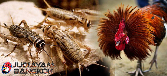 Manfaat Jangkrik Bagi Ayam Bangkok