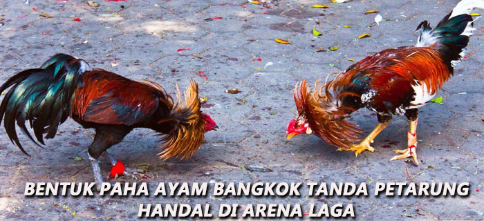 Bentuk Paha Ayam Bangkok