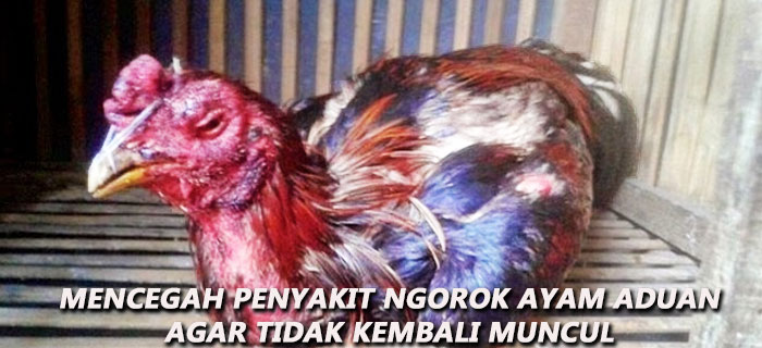 Mencegah Penyakit Ngorok Ayam