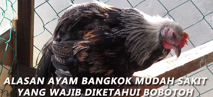 Alasan Ayam Bangkok Mudah Sakit