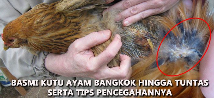 Basmi Kutu Ayam Bangkok