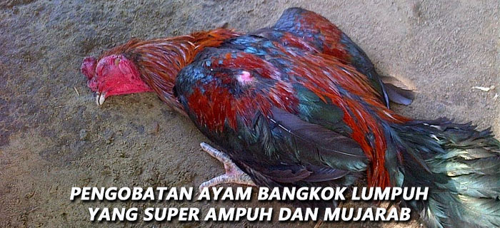 Pengobatan Ayam Bangkok Lumpuh