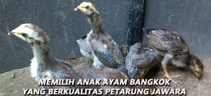 Memilih Anak Ayam Bangkok