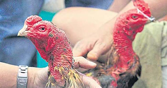 Kelebihan dan Ciri Ayam Panus Asli di Arena Sabung Ayam